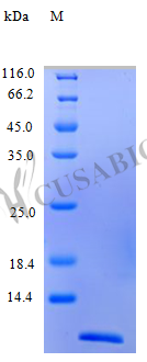 CSB-AP000901HU
