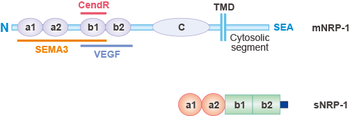 Neuropilin-1 (NRP1)的结构