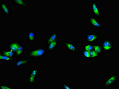 CSB-PA007932LA01HU