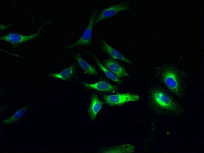 CSB-PA865107LA01HU