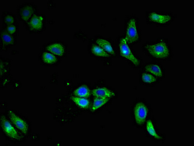 CSB-PA004957LA01HU