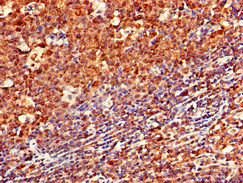 CSB-PA004957LA01HU