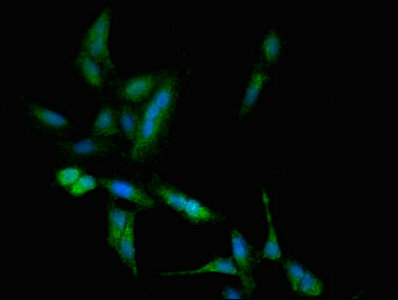 CSB-PA023218LA01HU