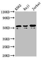 CSB-PA024074LA01HU