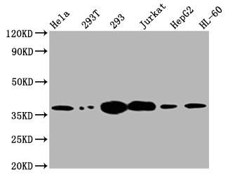 CSB-RA584889A0HU