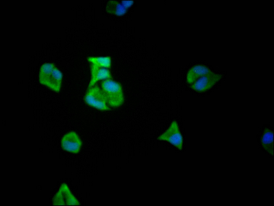 CSB-RA932542A0HU