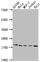 CSB-RA932542A0HU