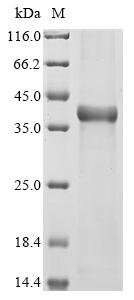 CSB-EP010242HU1