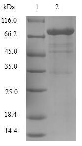 CSB-EP016269HU