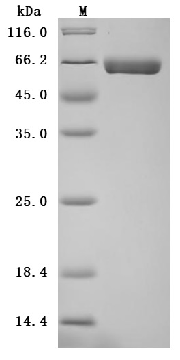CSB-MP001633HU SDS
