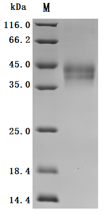 CSB-MP006920HU(A4) SDS