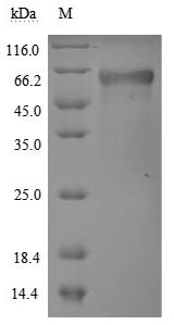 CSB-MP023977HU1-SDS