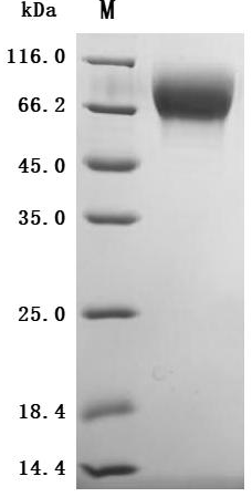 CSB-MP024093MOV-SDS