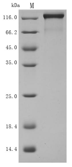 CSB-MP835707HUd9 SDS