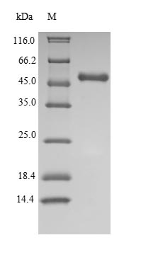 CSB-EP010996HU