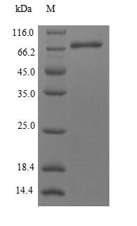 CSB-EP013716HU