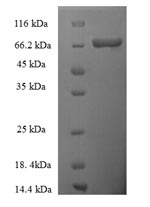 CSB-EP023514HU