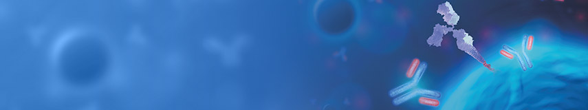 DXD Monoclonal Antibody-新一代ADC药代动力学(PK)分析工具