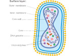 Poxvirus